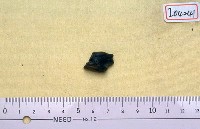 藏品(鹿科上前臼齒一枚)的圖片